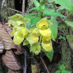 Calceolaria perfoliata