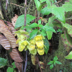 Calceolaria perfoliata