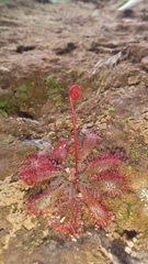 Drosera tomentosa