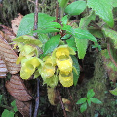 Calceolaria perfoliata