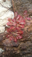 Drosera tomentosa