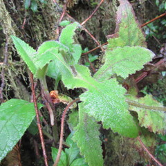 Calceolaria perfoliata