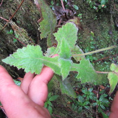 Calceolaria perfoliata