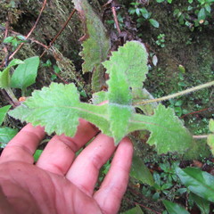 Calceolaria perfoliata