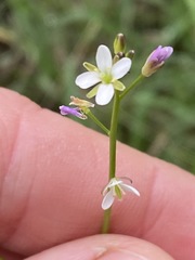 Rorippa laciniata
