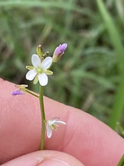 Rorippa laciniata