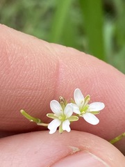 Rorippa laciniata