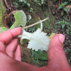 Calceolaria perfoliata