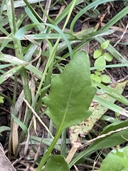 Rorippa laciniata