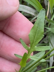 Rorippa laciniata
