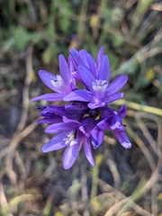 Dichelostemma