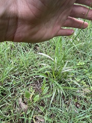 Rorippa laciniata
