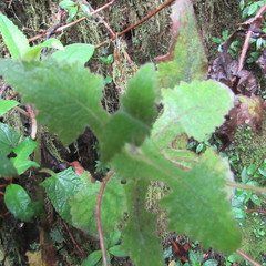 Calceolaria perfoliata