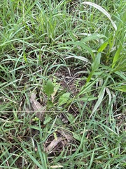 Rorippa laciniata