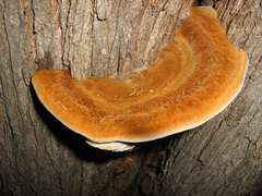 Inocutis tamaricis