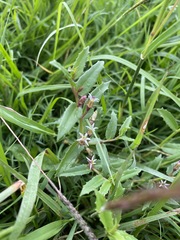 Lobelia concolor