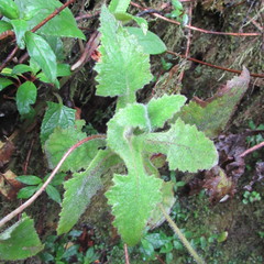 Calceolaria perfoliata