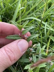 Lobelia concolor