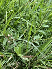 Lobelia concolor