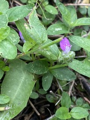 Rostellularia obtusa