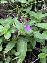 Rostellularia obtusa