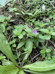 Rostellularia obtusa