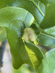 Neuroterus quercusirregularis