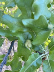 Neuroterus quercusirregularis