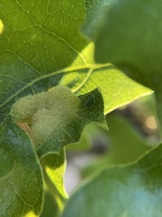 Neuroterus quercusirregularis