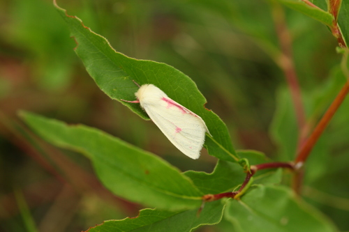 Isochlora grumi