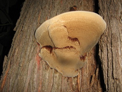 Inocutis tamaricis