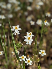 Leptosiphon parviflorus