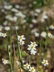 Leptosiphon parviflorus