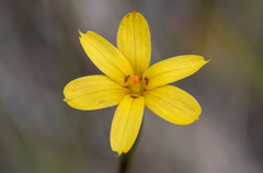 Sisyrinchium patagonicum