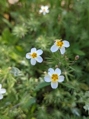 Leptosiphon parviflorus