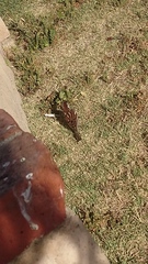 Passer domesticus