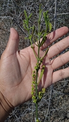 Phoradendron forestierae