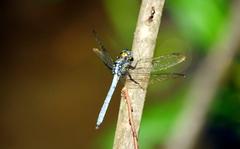 Dasythemis mincki