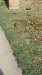 Passer domesticus