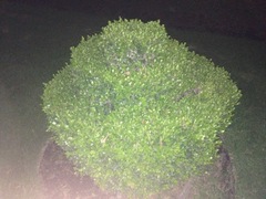 Buxus microphylla