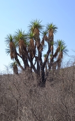 Yucca periculosa