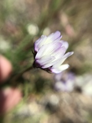 Astragalus breweri