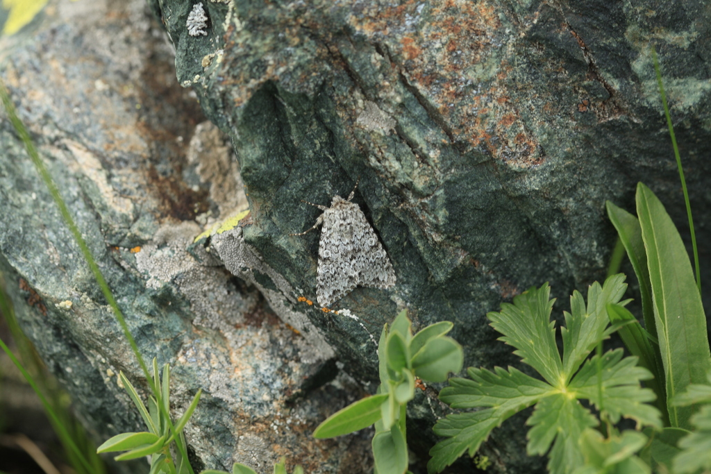 Lasionycta hampsoni