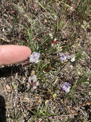 Astragalus breweri