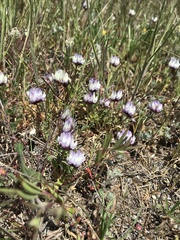 Astragalus breweri