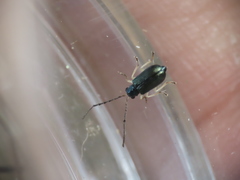 Pseudotheopea sauteri