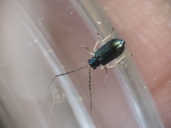 Pseudotheopea sauteri