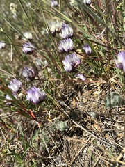 Astragalus breweri