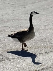 Anser anser × Branta canadensis