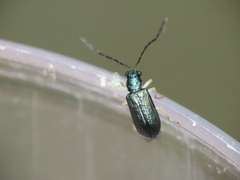 Pseudotheopea sauteri